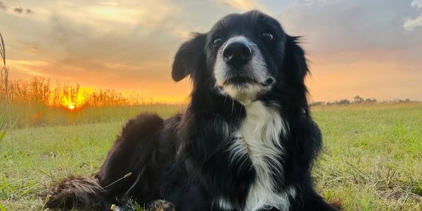 Black and white dog lying on grass during a sunset.