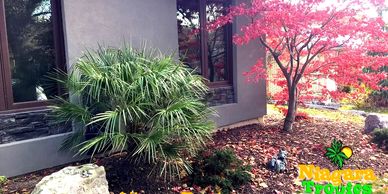 Eauropean Fan Palm in Burlinton, Ontario from Niagara tropics