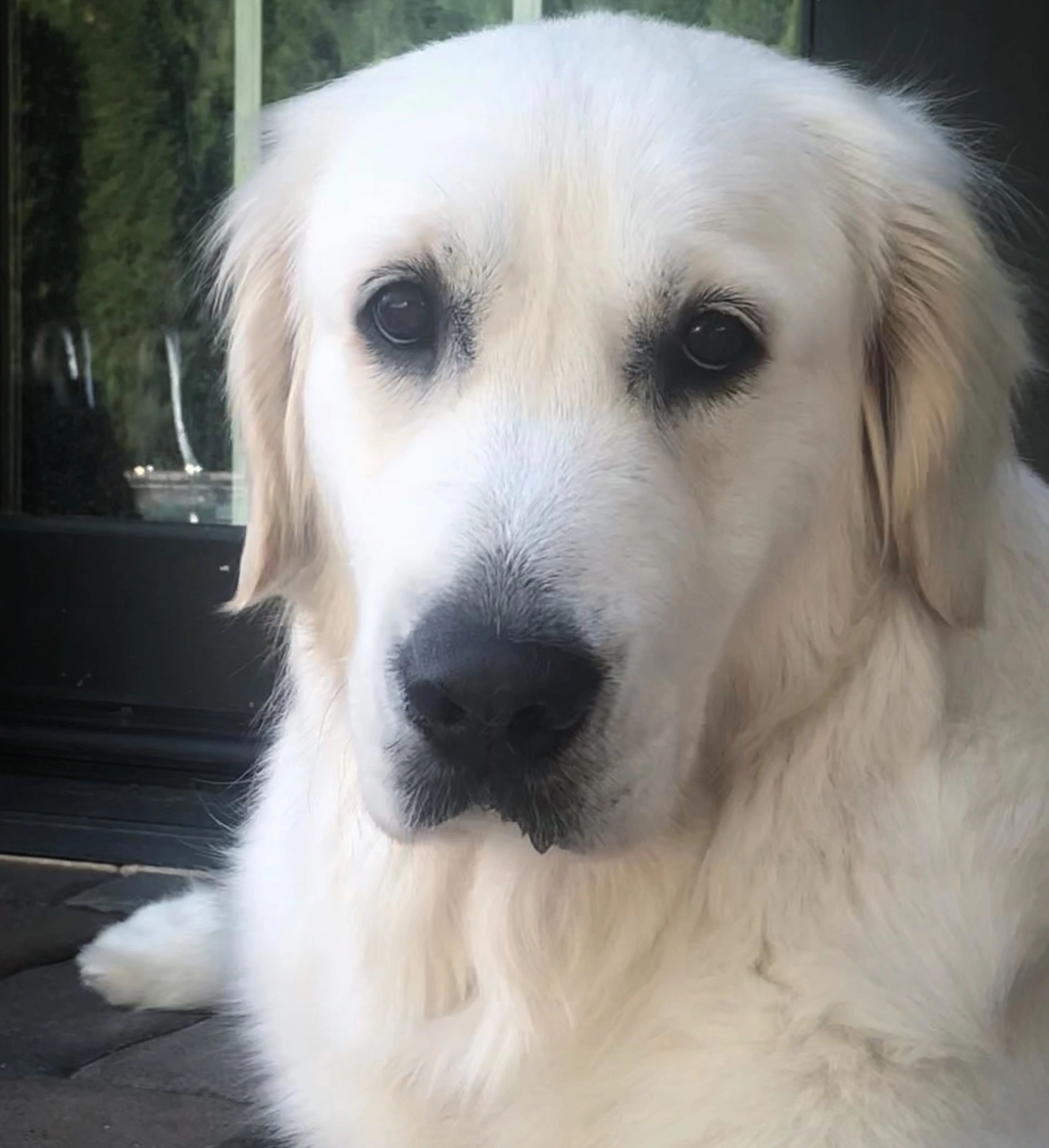 Gigi, our European pedigree golden retriever or as some refer “English cream golden retriever”