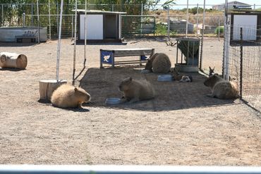 Ghost Ranch Exotics Location