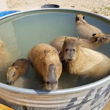 Capybara swimming