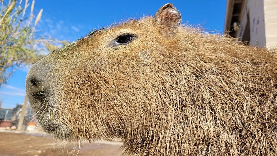 Capybara