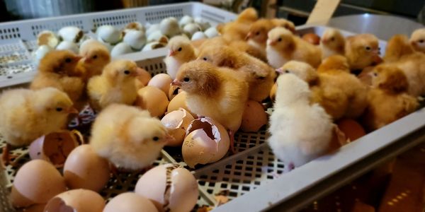Newly hatched chicks gather around broken eggshells in a tray.
