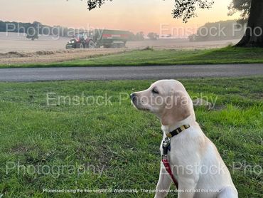 Farm Dog and Harvest