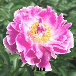 Dragonfly Peony Farm