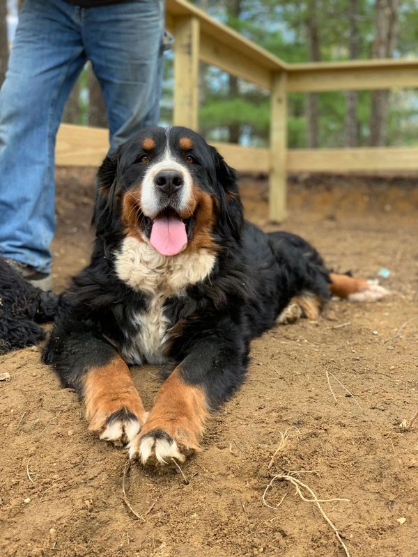 Happy Bernese Mountain Dog lying on dirt with tongue out.
