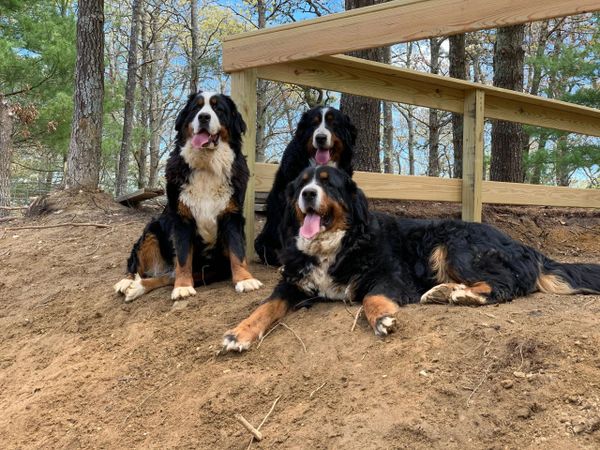 Three Bernese Mountain Dogs resting on a dirt hill in a wooded area.