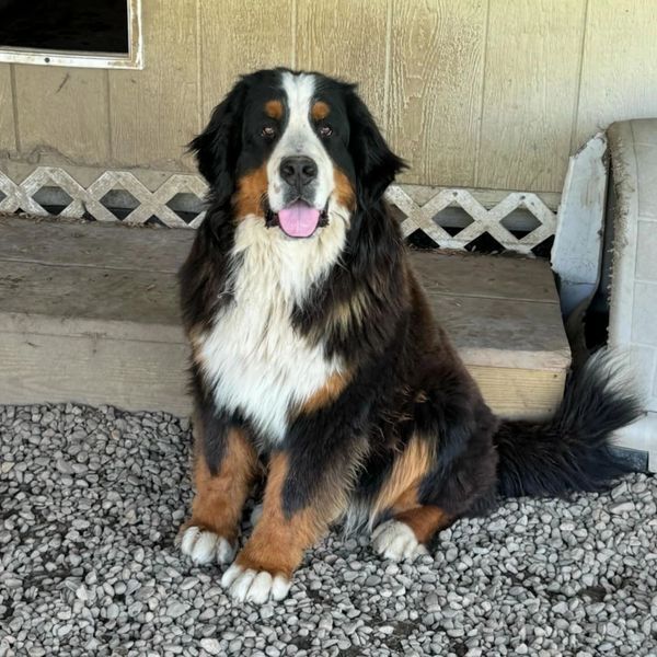 Bernese Mountain Dog sitting on gravel.