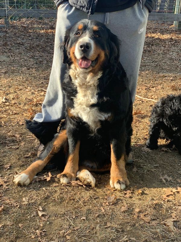 A happy Bernese Mountain Dog sitting in front of a person wearing grey sweatpants.