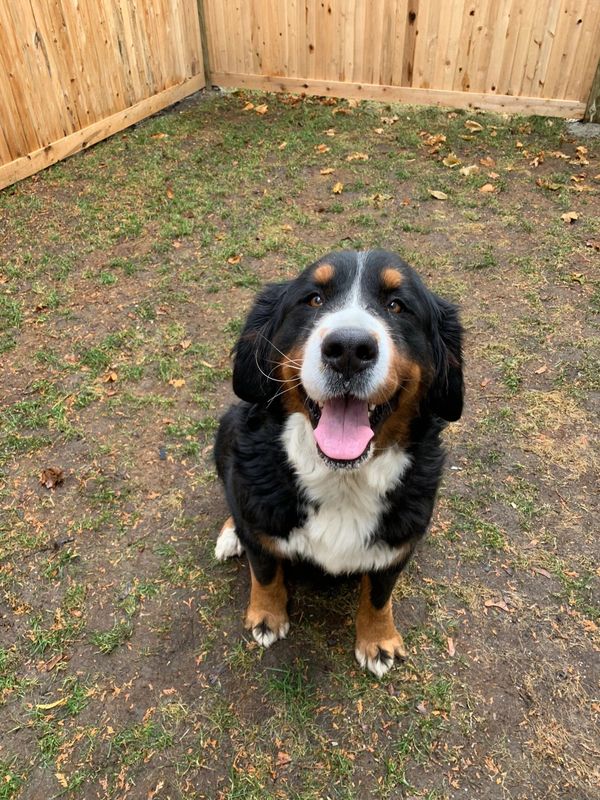 Happy Bernese Mountain Dog sitting in a fenced yard.