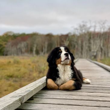 A Bernese Mountain Dog puppy relaxing on a wooden boardwalk outdoors.