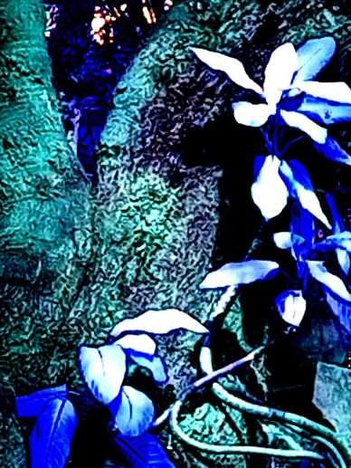 Glowing white flowers against textured tree bark at night.