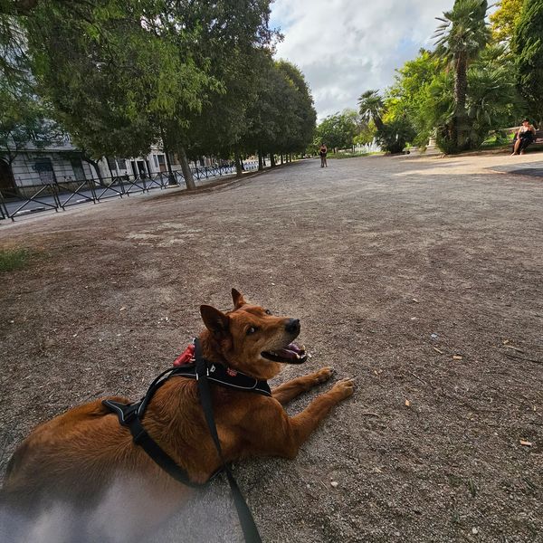 A brown dog lying on a gravel path in a park area.