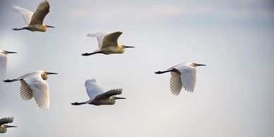 Group of white and gray birds flying in the sky.