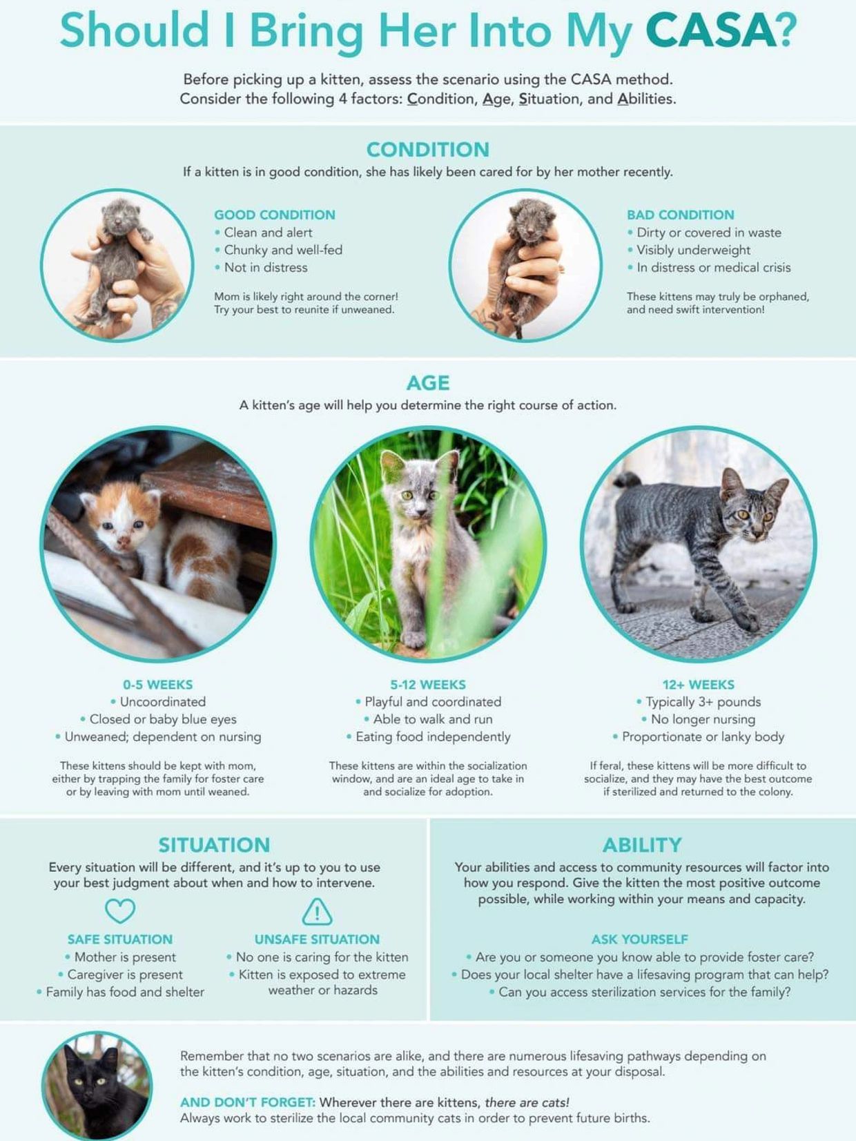 Source: http://kittenlady.org