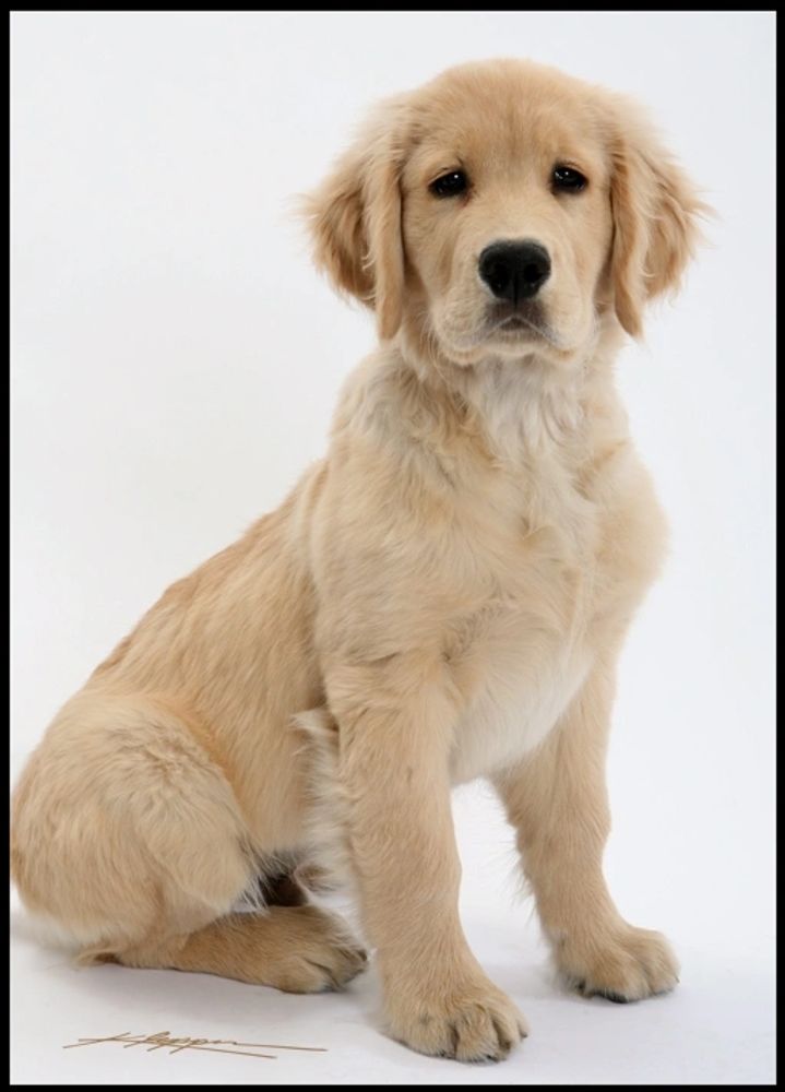 Golden Retriever sitting down 