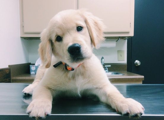 Golden Retriever laying on table 