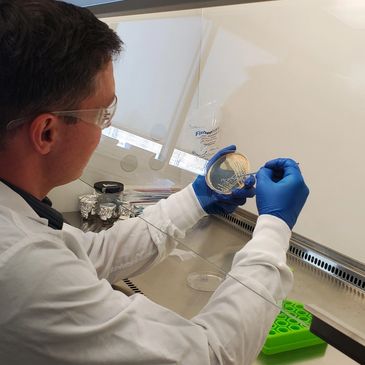 Scientist working with petri dish in a biohazard lab hood.