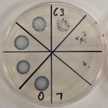 Petri dish with eight sections showing bacterial or fungal colonies with varied growth patterns and colors.