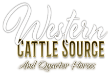 Western Cattle Source