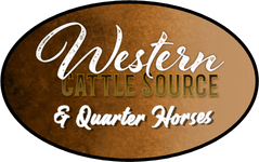 Western Cattle Source