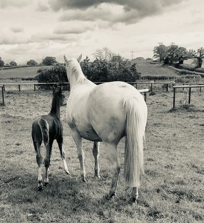 A white horse and a foal standing side by side in a field.
