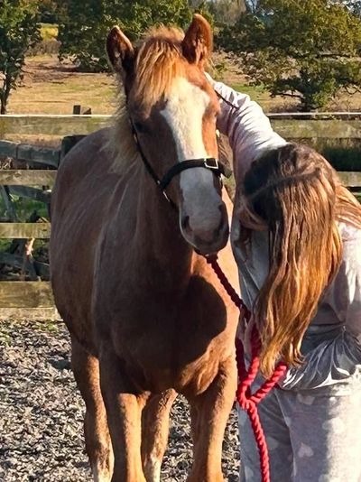 Person cuddling a horse outside on a sunny day.