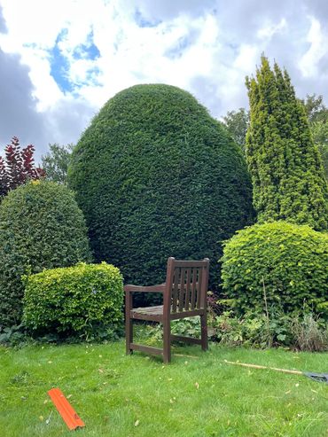 Hedge