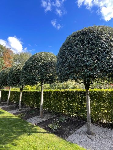 Lollipop trees