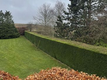 Hedge freshly trimmed and shaped