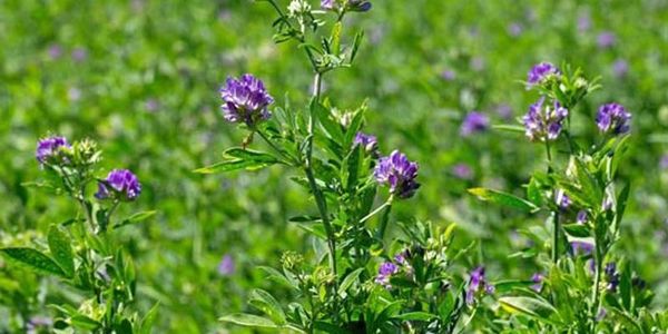 300 acres of beautiful alfalfa. 