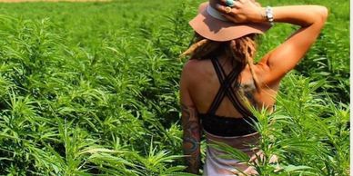 From the largest vertically integrated producer of phytocannabinoid-rich (PCR) hemp oil in the world