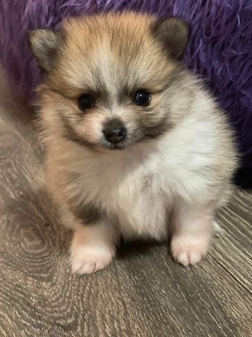 Teacup Pomeranian puppy, girl, for sale Houston Texas with transportation available