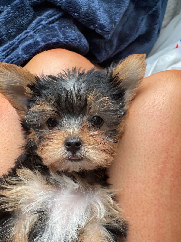 Teacup Yorkshire terrier puppy for sale Houston Texas