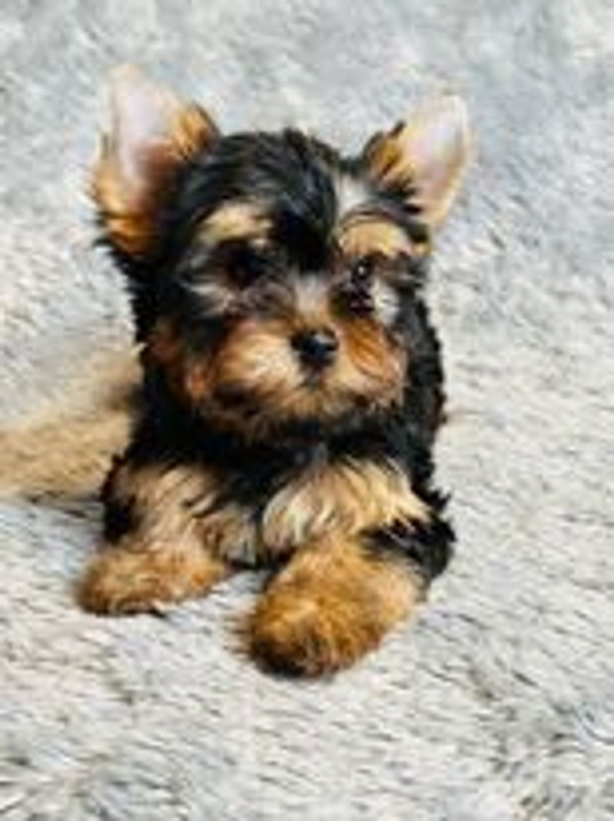 Black and tan Yorkshire terrier puppy for sale Houston Texas