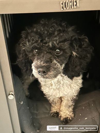 Curly-haired black and white dog sitting inside a cozy kennel.