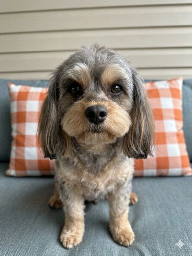 Small fluffy dog sitting on a couch with orange checkered pillows.