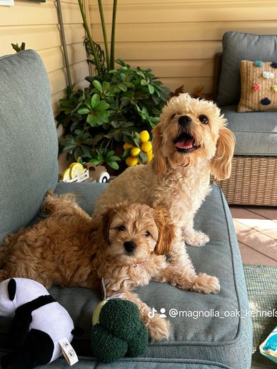 Two adorable fluffy dogs relaxing on a couch with toys.