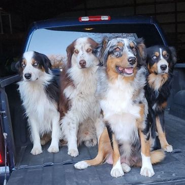 Our pups!