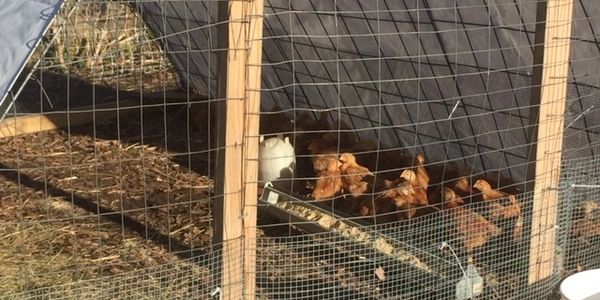 In our hoop hens houses you will find meat chickens.  We move the houses a few times a week to allow