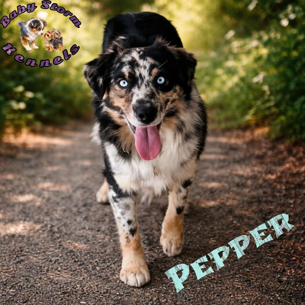 Happy Australian Shepherd named Pepper walking on a forest path.