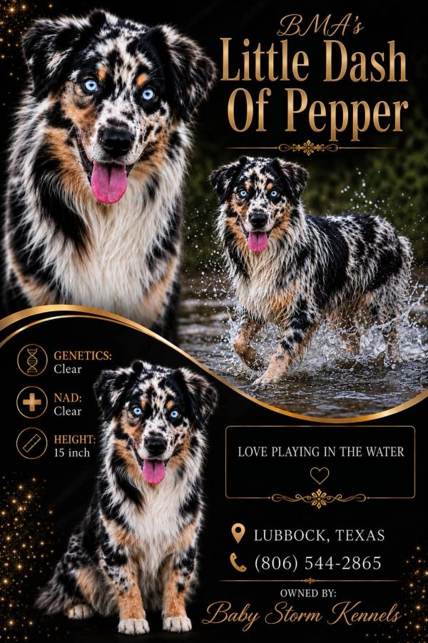 Australian Shepherd named Little Dash Of Pepper playing in water.