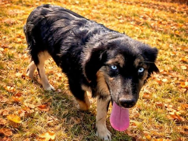 Black dog with striking blue eyes and tongue out in autumn grass.