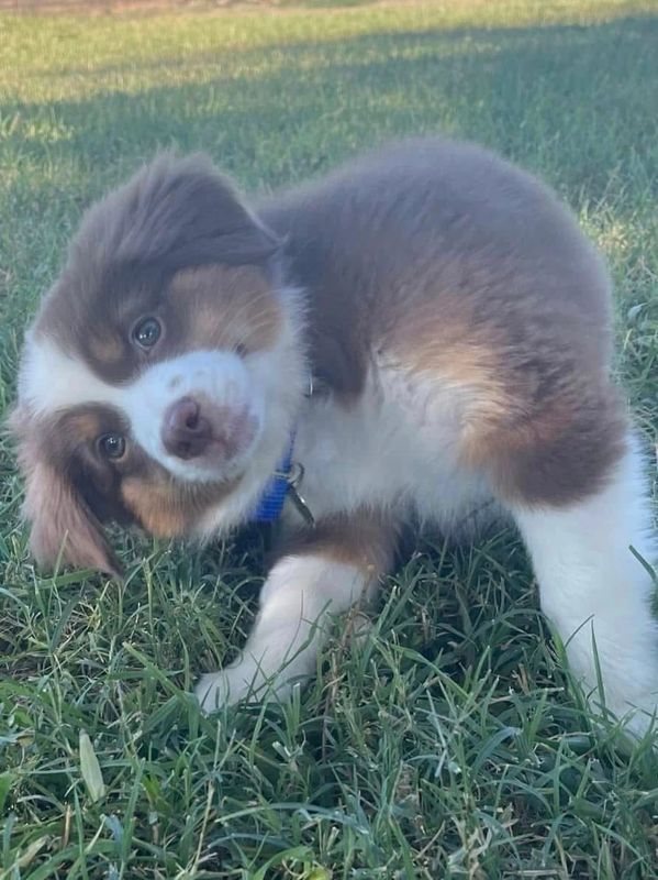 Adorable puppy tilting its head while standing on grass.