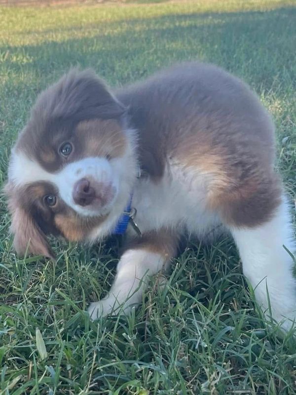 Adorable puppy tilting its head while standing on grass.