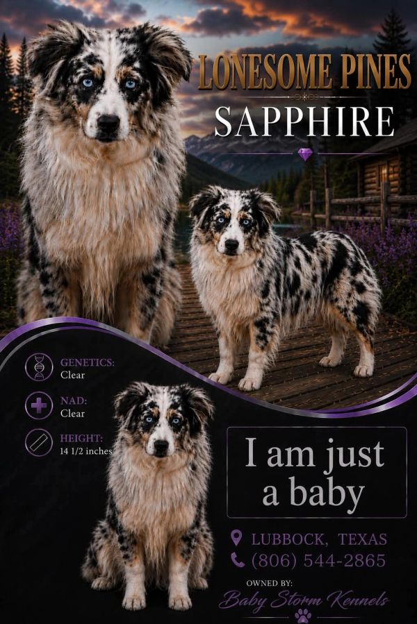 Australian Shepherd puppy named Sapphire with clear genetics and NAD, from Baby Storm Kennels in Texas.