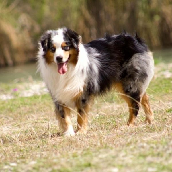 Happy Australian Shepherd dog standing on grass with tongue out.