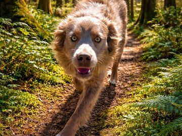 A dog walking on a forest path surrounded by greenery.