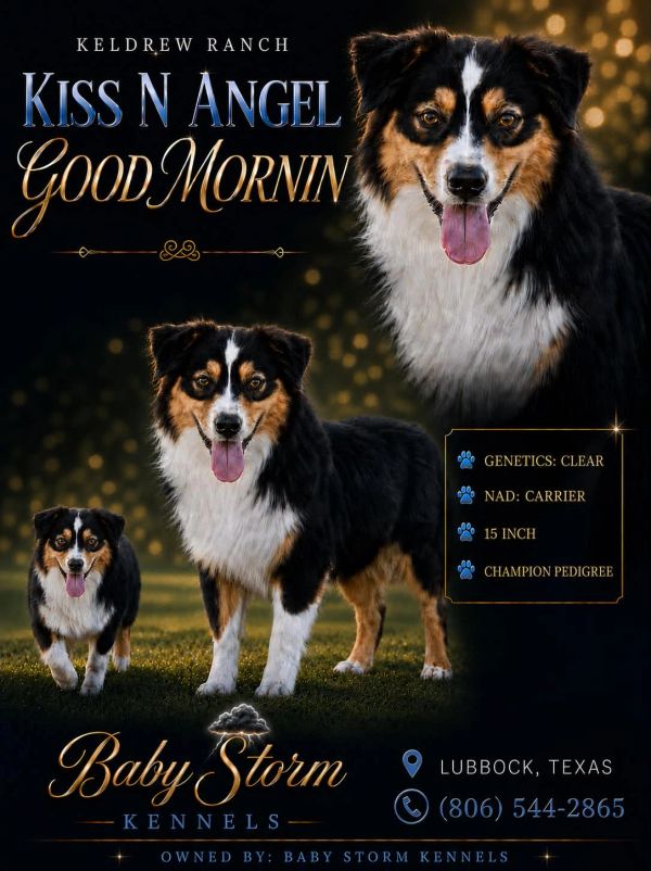 Kiss N Angel Good Mornin Australian Shepherd from Baby Storm Kennels in Lubbock, Texas.