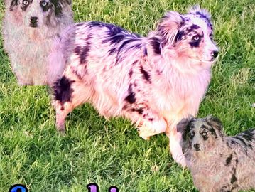 An Australian Shepherd dog standing on green grass with two faded images of the same dog.